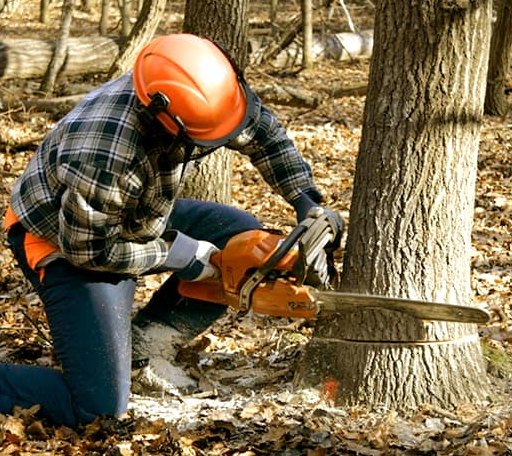Tree Removal in Montezuma Creek, UT
